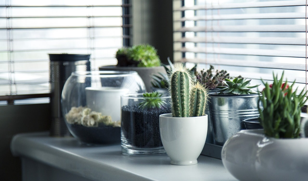 Jak vám rostliny zajistí čistší vzduch v domácnosti? 